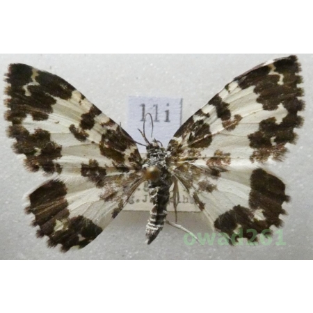 Rheumaptera hastata (Linnaeus, 1758) Czech11i